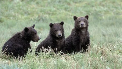 Три маленьких медведя моют друг друга