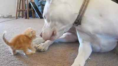 Котенок впервые в жизни увидел огромную собаку