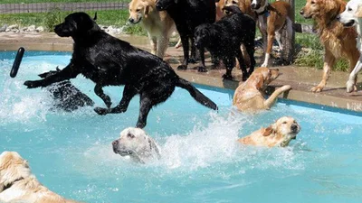 Собаки устроили настоящую вечеринку у бассейна