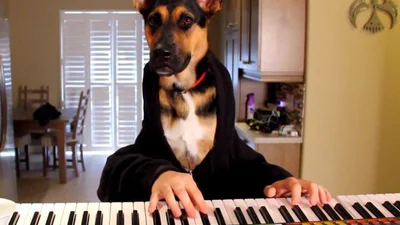 Улетный пес музыцирует за пианино
