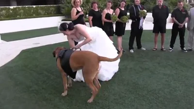 Смешная собака позирует для свадебных фото
