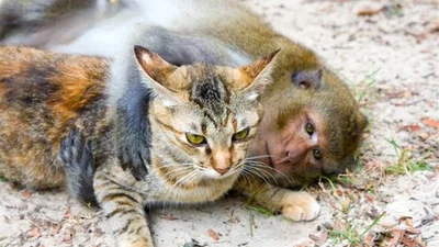 Смешная обезьянка пристала к невозмутимому коту