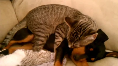 Невероятная дружба: кот нежно целут собачку