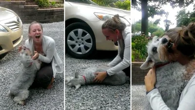 Собака расцеловала хозяйку после двух лет расставания