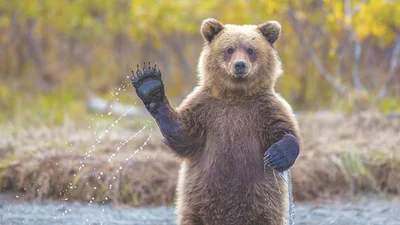 Странного медведя-человека поймали на улице