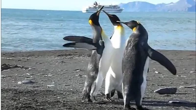 Милые пингвины активно танцуют и апплодируют