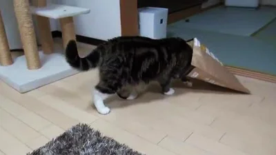 Кот с пакетом на голове врезался в стену