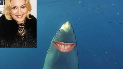 Звезды в образе акул покорили интернет