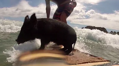 Прикол дня: Свинья серфер покоряет волны