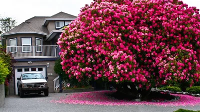Удивительное рядом: самые красивые в мире деревья