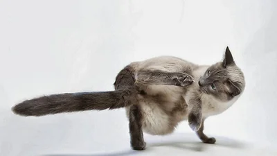 Крутой кот танцует брейк