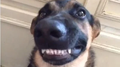 Смешная собака показала голливудскую улыбку