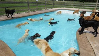 Целый бассейн собак стал хитом интернета