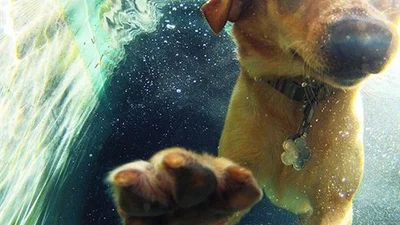 Улетные собаки - ныряки покоряют морские глубины