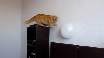 Надувной шарик напугал малышку-котика