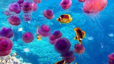 Миллионы медуз захватили море