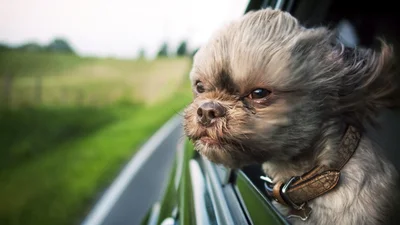 Собаки ловят кайф от поездки на машине