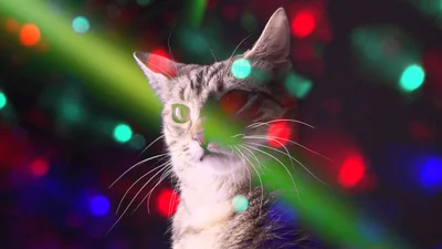 Котячья вечеринка-электро порвала интернет