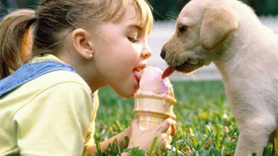 Маленький ребенок делится едой с собакой