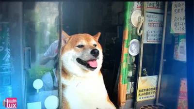 Японский пес-продавец стал звездой интернета