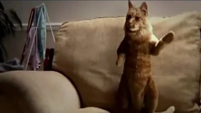 Смешной кот зажигательно танцует