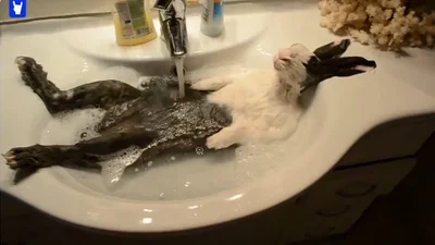 Улетный кролик тащится от ванных процедур