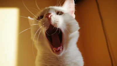 Улетные коты подпевают песню "Don't speak" группы No Doubt