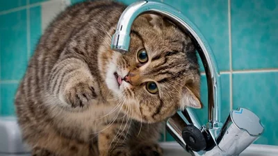 Бедный кот не может понять, как пить воду