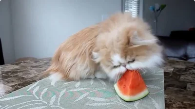 Жадный кот уплетает арбуз