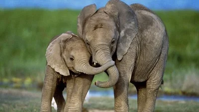 Трогательно! Потерявшийся слоненок бежит на встречу маме