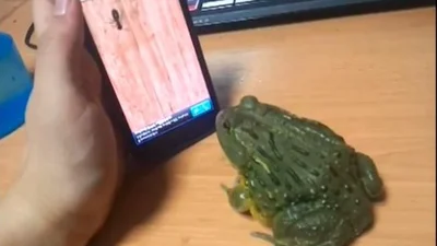 Забавная жаба играет на телефоне