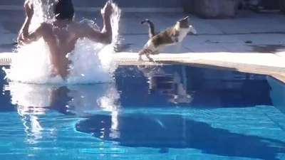 Кот страшно испугался вынырнувшего из бассейна парня