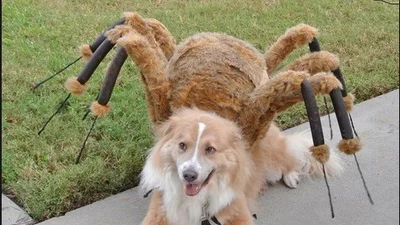 Мутант собака-паук доводит людей до белого коления