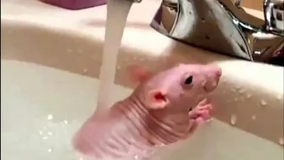 Розовая крыска купается в умывальнике