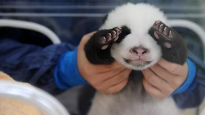 Маленькая панда выдает звуки настоящего ребенка