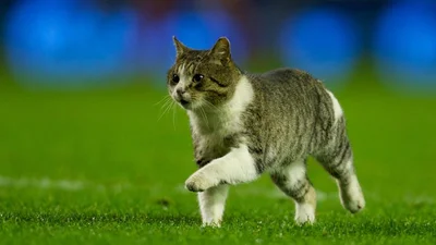Кот защищает футбольные ворота от мяча