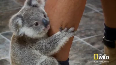 Ленивый детеныш коалы уцепился за ногу мужчине