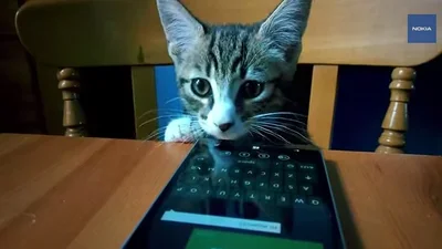 Креативная реклама: коты пользуются Nokia Lumia