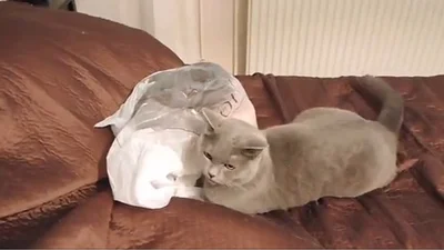 Кот в мешке напугал своего дружбана