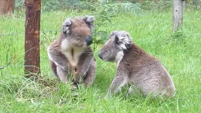 Смешные коалы сначала поцеловались, а потом подрались