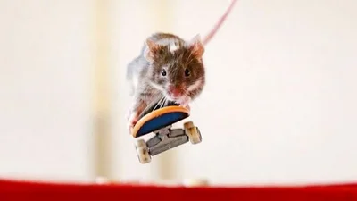 Улетная мышь катается на скейтборде