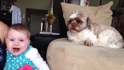 Нервный ребенок дискутирует с собакой