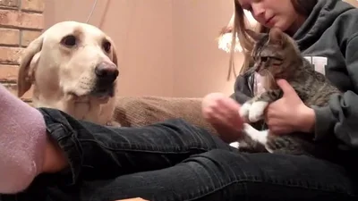 Собака впервые увидела кошку