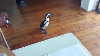 Смешной пингвин зашел в ресторан поужинать
