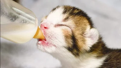 Милейший котенок играет с соской
