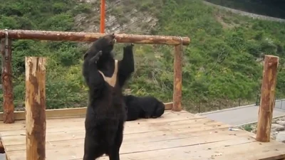 Черный медведь качает рэп