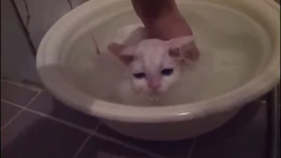 Маленький котенок не хочет вылезать из теплой ванны