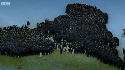 Пингвины собрались на митинг