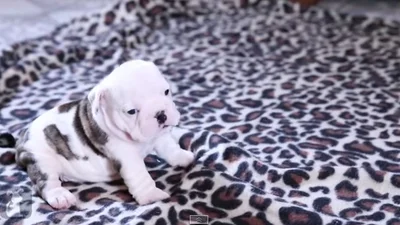 Забавный маленький щеночек играется на коврике