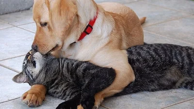 Любящий кот нежится с собакой